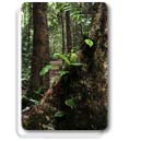 The Forest Through the Trees Image 14