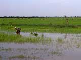 Cambodia Gallery Image 14