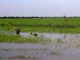 Cambodia Gallery Image 14