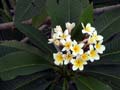 Laos Gallery Image 50